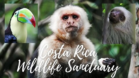 Costa Rica Wildlife Sanctuary - Things to Do in Costa Rica - The Springs Resort, La Fortuna