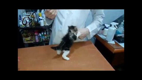 A bad little cat during treatment at the clinic