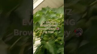 GROWING BROWN TURKEY FIGS THE RIGHT WAY | CKGROWZ Everything #fruit #fig #figtree #organicfarming