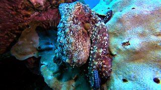 Octopus emerges from his lair in front of thrilled scuba diver