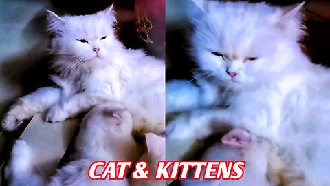 Cute Cat & Kittens 🐱🐱 Cats & Kitten 🐱 Funny Cats videos 🐱Pets & Animals🐱