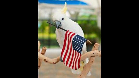U.S.A Made In parrot funny video