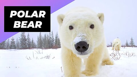 Polar Bear 🐻‍❄️ One Of The Tallest Animals In The World #shorts