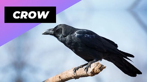 Crow 🖤 Is It The Smartest Bird Ever?
