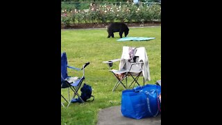 Bear casually helps himself to park visitors' picnic food