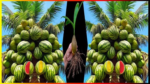 🌴🍉✨ Unveiling the Magic: Mind-Blowing Coconut Palm Grafting with Watermelon! #FruitGrafting