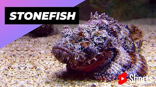 Stonefish 🐡 One Of The Most Dangerous Ocean Creatures In The World #shorts