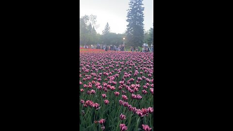 Tulip festival