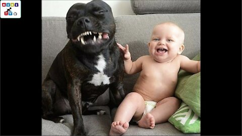 TITULO…Cute dog - The dog's reaction to the baby for the first time is super fun