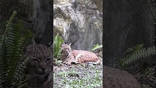 A very sleepy relaxed Lovey Bobcat 2022 05 25