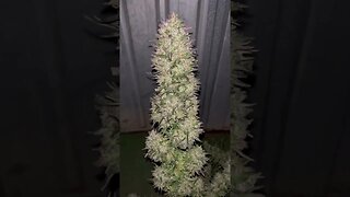 DARKSTAR - Outdoor Medicinal cannabis.