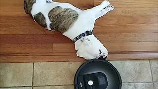 Robot Vacuum Traces Lazy Dog