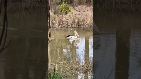 Mirrors and reflections, My morning walk