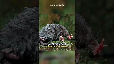 Meet the Strangest | Star Nosed Mole .