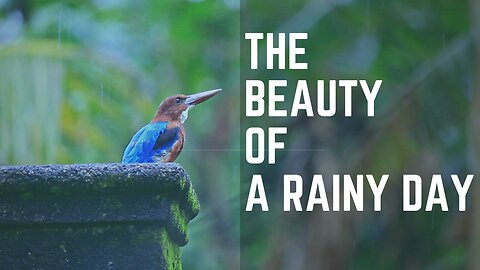 A Rainy Day | Birds, Thunder, and More 🦜🌿⚡⛈️