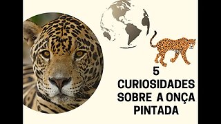 5 Curiosidades sobre a Onça Pintada