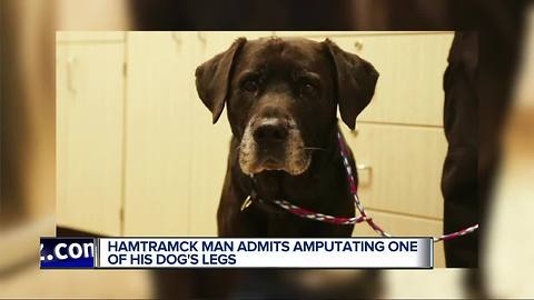 Michigan Humane Society seeking charges for those who amputated dog's leg