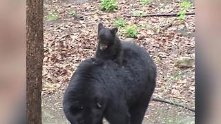 "A Bear Cub Rides on Mom's Back"