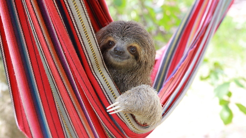 Hanging Out With Costa Rica’s Orphaned Sloths