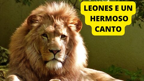 Leones y un hermoso canto