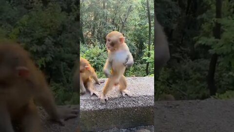 Kacha badam monkey dance||kacha badam remix||#babymonkey #Monkey #animals