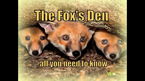 🦊Inside the urban garden fox hole den - where the vixen raises her cubs - Ajax's maternity home.
