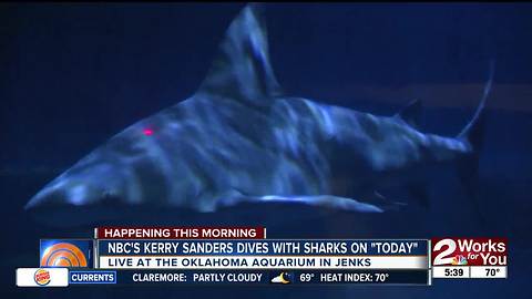 NBC's Kerry Sanders dives with Oklahoma Aquarium bull sharks