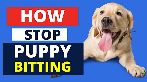 how to stop puppy biting pants || DOGBIA