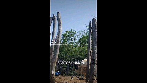 SANTOS DUMONT