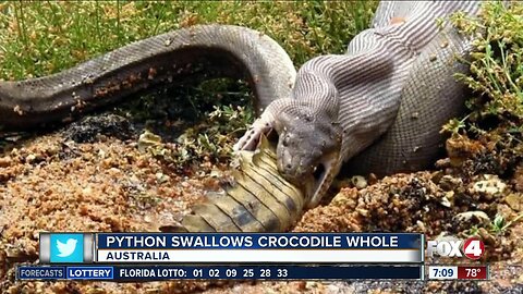 Python swallows crocodile whole