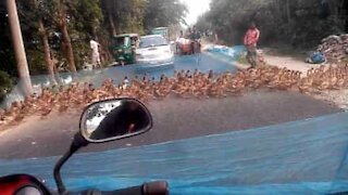 Des centaines de canards traversent la route au Bangladesh