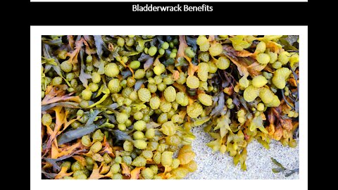 Bladderwrack Seaweed Benefits