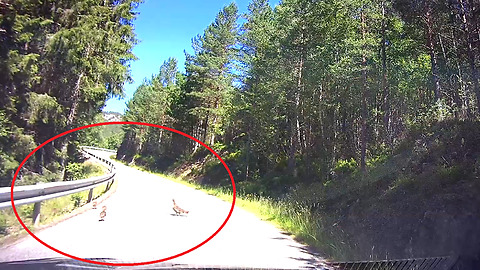 Capercaillie with 7 Chickens