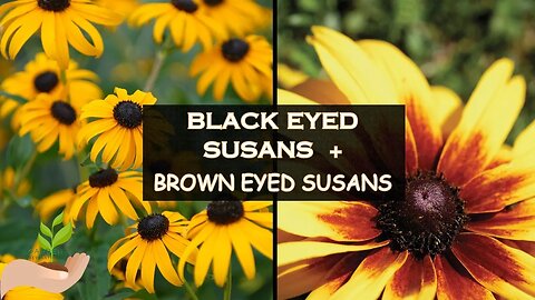 BLACK EYED SUSANS + BROWN EYED SUSANS: Delightful native wildflowers for the garden