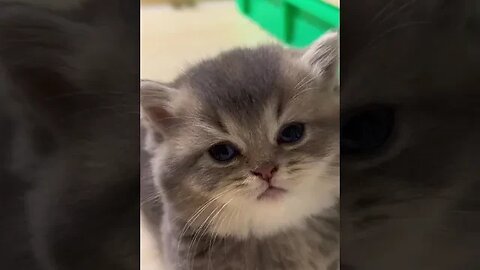 Beautiful Cutes Kitten #funny #cats #viral #shortsviral