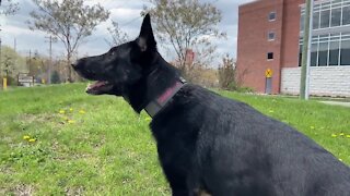 Mason's first K-9 officer is a rescue, and she just had her first day on duty