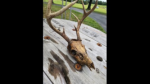 I buried my deer head for 7 months