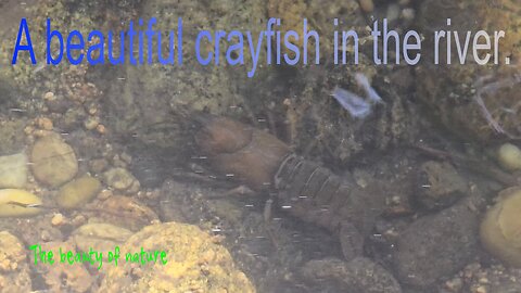 A beautiful crayfish in the river / Beautiful crayfish in close-up.