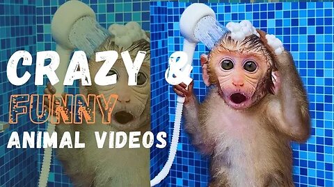 Dog and Monkey Comedy Show | Funny Animals | Funny Video 😜