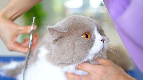 The cute cat loves grooming!😻🛁✂️❤️