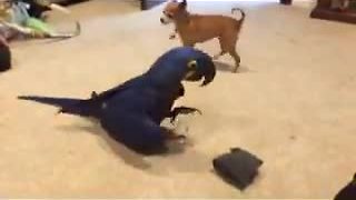 Tiny dog and giant parrot share similar interest