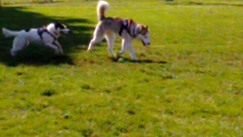 Everest and red husky