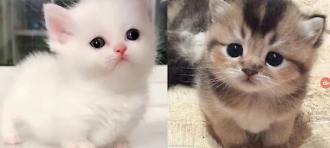 Sweet & Cute Cat Fun Video most popular video .
