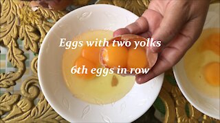 Eggs with two Yolks 6th eggs in row