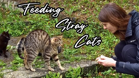 Meaty Surprises for Grateful Kitties - Feeding Stray Cats