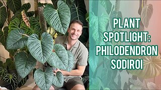 The perfect heart-shaped leaves - Philodendron sodiroi - Plant Spotlight & Care Guide