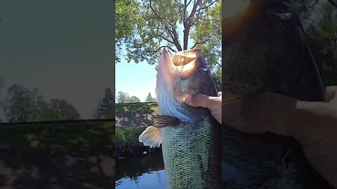 Big CA Delta Post Spawn Bass!!