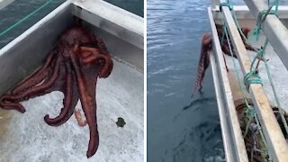 Octopus escapes boat by squeezing through tiny hole