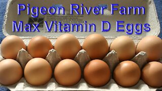 Vitamin D From Farm Fresh Eggs Raised in Hightunnel
