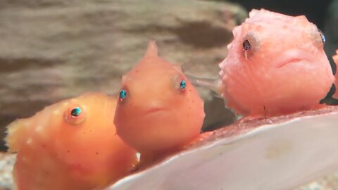 WATCH this CUTE "Balloon Lumpfish" - ( BIZZARE POKEMON)